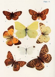 Verschillende soorten vlinders, illustratie uit het boek Vlinders, Motten en Andere Insecten en Wezens van het Platteland, gepubliceerd 1927